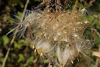 Tall Thistle (Cirsium altissimum) - gone to seed Gone to seed at the edge of a dense mixed forest. <br />
https://www.jungledragon.com/image/103311/tall_thistle_cirsium_altissimum_-_gone_to_seed.html Cirsium altissimum,Fall,Geotagged,Tall thistle,United States