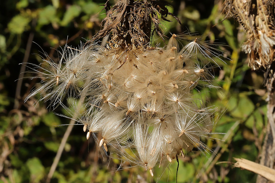 Tall Thistle (Cirsium altissimum) - gone to seed Gone to seed at the edge of a dense mixed forest.<br />
<figure class="photo"><a href="https://www.jungledragon.com/image/103310/tall_thistle_cirsium_altissimum_-_gone_to_seed.html" title="Tall Thistle (Cirsium altissimum) - gone to seed"><img src="https://s3.amazonaws.com/media.jungledragon.com/images/3231/103310_thumb.jpg?AWSAccessKeyId=05GMT0V3GWVNE7GGM1R2&Expires=1769040010&Signature=g6VyCoEsbUZqC5AgAOa8PsKi9PA%3D" width="200" height="134" alt="Tall Thistle (Cirsium altissimum) - gone to seed Gone to seed at the edge of a dense mixed forest. <br />
https://www.jungledragon.com/image/103311/tall_thistle_cirsium_altissimum_-_gone_to_seed.html Cirsium altissimum,Fall,Geotagged,Tall thistle,United States" /></a></figure> Cirsium altissimum,Fall,Geotagged,Tall thistle,United States