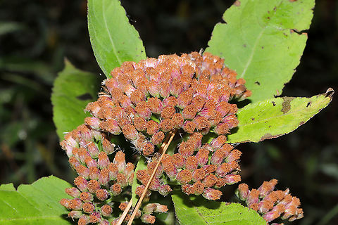 Camphor-Weed (Pluchea camphorata) Growing at a dense mixed forest edge. Camphor-Weed,Fall,Geotagged,Pluchea camphorata,United States