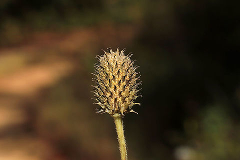 Tall Thimbleweed (Anemone virginiana) At a dense mixed forest edge. Anemone virginiana,Fall,Geotagged,Tall anemone,United States