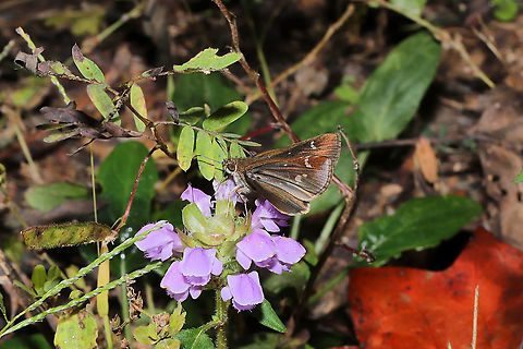 Clouded Skipper (Lerema accius) ♀? A female I think? On Prunella vulgaris lanceolata at a dense mixed forest edge. Clouded skipper,Fall,Geotagged,Lerema accius,United States