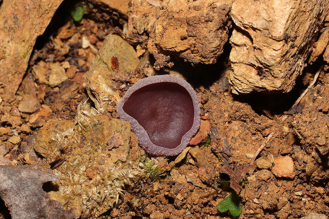 Violet Fairy Cup (Peziza violacea) Growing on soil and detritus near a mixed forest edge. <br />
<figure class="photo"><a href="https://www.jungledragon.com/image/103488/violet_fairy_cup_peziza_violacea.html" title="Violet Fairy Cup (Peziza violacea)"><img src="https://s3.amazonaws.com/media.jungledragon.com/images/3231/103488_thumb.jpg?AWSAccessKeyId=05GMT0V3GWVNE7GGM1R2&Expires=1767225610&Signature=HIWHCb6BWdkONgzUgFP07jRDxoo%3D" width="200" height="134" alt="Violet Fairy Cup (Peziza violacea) Growing on soil and detritus near a mixed forest edge. <br />
https://www.jungledragon.com/image/103487/violet_fairy_cup_peziza_violacea.html<br />
https://www.jungledragon.com/image/103486/violet_fairy_cup_peziza_violacea.html Fall,Geotagged,Peziza violacea,United States" /></a></figure><br />
<figure class="photo"><a href="https://www.jungledragon.com/image/103487/violet_fairy_cup_peziza_violacea.html" title="Violet Fairy Cup (Peziza violacea)"><img src="https://s3.amazonaws.com/media.jungledragon.com/images/3231/103487_thumb.jpg?AWSAccessKeyId=05GMT0V3GWVNE7GGM1R2&Expires=1767225610&Signature=hc9aI0frsfZtRgDAtajfXzG3Smw%3D" width="200" height="200" alt="Violet Fairy Cup (Peziza violacea) Growing on soil and detritus near a mixed forest edge. <br />
https://www.jungledragon.com/image/103488/violet_fairy_cup_peziza_violacea.html<br />
https://www.jungledragon.com/image/103486/violet_fairy_cup_peziza_violacea.html Fall,Geotagged,Peziza violacea,United States" /></a></figure> Fall,Geotagged,Peziza violacea,United States