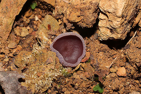 Violet Fairy Cup (Peziza violacea) Growing on soil and detritus near a mixed forest edge. 
https://www.jungledragon.com/image/103488/violet_fairy_cup_peziza_violacea.html
https://www.jungledragon.com/image/103487/violet_fairy_cup_peziza_violacea.html Fall,Geotagged,Peziza violacea,United States