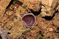 Violet Fairy Cup (Peziza violacea) Growing on soil and detritus near a mixed forest edge. <br />
https://www.jungledragon.com/image/103488/violet_fairy_cup_peziza_violacea.html<br />
https://www.jungledragon.com/image/103487/violet_fairy_cup_peziza_violacea.html Fall,Geotagged,Peziza violacea,United States