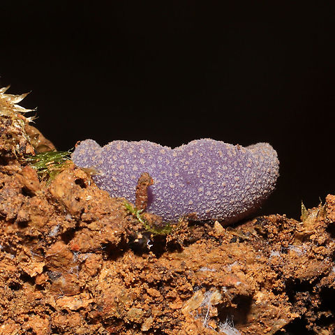 Violet Fairy Cup (Peziza violacea) Growing on soil and detritus near a mixed forest edge. 
https://www.jungledragon.com/image/103488/violet_fairy_cup_peziza_violacea.html
https://www.jungledragon.com/image/103486/violet_fairy_cup_peziza_violacea.html Fall,Geotagged,Peziza violacea,United States