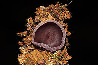 Violet Fairy Cup (Peziza violacea) Growing on soil and detritus near a mixed forest edge. <br />
https://www.jungledragon.com/image/103487/violet_fairy_cup_peziza_violacea.html<br />
https://www.jungledragon.com/image/103486/violet_fairy_cup_peziza_violacea.html Fall,Geotagged,Peziza violacea,United States