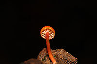 Hygrocybe cantharellus? Growing on a rotting piece of wood in a dense mixed forest. <br />
https://www.jungledragon.com/image/103491/hygrocybe_cantharellus.html<br />
https://www.jungledragon.com/image/103490/hygrocybe_cantharellus.html Fall,Geotagged,Hygrocybe cantharellus,United States