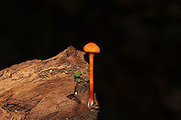 Hygrocybe sp. Growing on a rotting piece of wood in a dense mixed forest. Possibly H. cantharellus?<br />
https://www.jungledragon.com/image/103491/hygrocybe_cantharellus.html<br />
https://www.jungledragon.com/image/103489/hygrocybe_cantharellus.html Fall,Geotagged,Hygrocybe cantharellus,United States
