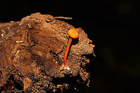 Hygrocybe cantharellus? Growing on a rotting piece of wood in a dense mixed forest. <br />
https://www.jungledragon.com/image/103490/hygrocybe_cantharellus.html<br />
https://www.jungledragon.com/image/103489/hygrocybe_cantharellus.html Fall,Geotagged,Hygrocybe cantharellus,United States