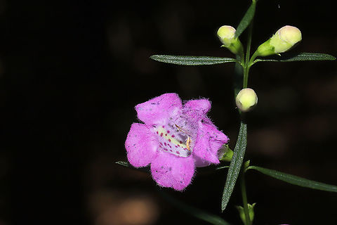 Purple False Foxglove (Agalinis purpurea) Growing near a forest edge. Agalinis purpurea,Fall,Geotagged,Purple False Foxglove,United States