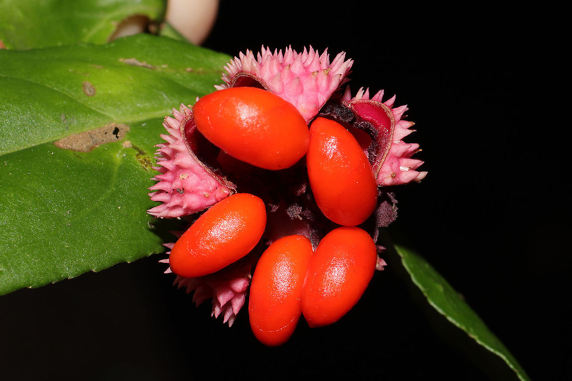Strawberry Bush (Euonymus americanus) At a forest edge.<br />
<figure class="photo"><a href="https://www.jungledragon.com/image/103509/strawberry_bush_euonymus_americanus.html" title="Strawberry Bush (Euonymus americanus)"><img src="https://s3.amazonaws.com/media.jungledragon.com/images/3231/103509_thumb.jpg?AWSAccessKeyId=05GMT0V3GWVNE7GGM1R2&Expires=1759968010&Signature=xjNKfzrq50fUa9pw0a3bY7gdExI%3D" width="200" height="134" alt="Strawberry Bush (Euonymus americanus) At a forest edge.<br />
https://www.jungledragon.com/image/103508/strawberry_bush_euonymus_americanus.html Euonymus americanus,Fall,Geotagged,Hearts-A-Bustin&#039;,United States" /></a></figure> Euonymus americanus,Fall,Geotagged,Hearts-A-Bustin',United States