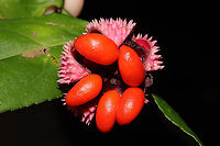 Strawberry Bush (Euonymus americanus) At a forest edge.<br />
https://www.jungledragon.com/image/103509/strawberry_bush_euonymus_americanus.html Euonymus americanus,Fall,Geotagged,Hearts-A-Bustin',United States