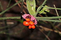 Strawberry Bush (Euonymus americanus) At a forest edge.<br />
https://www.jungledragon.com/image/103508/strawberry_bush_euonymus_americanus.html Euonymus americanus,Fall,Geotagged,Hearts-A-Bustin',United States