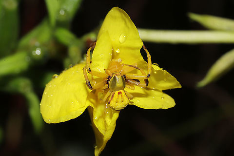 White-banded Crab Spider (Misumenoides formosipes) I found the yellow-form of this spider on Oenothera biennis at a disturbed forest edge. I accidentally knocked it off of the plant but returned it to the flower promptly!

Females of species have the ability to change color (between yellow and white) to match their hunting grounds (usually flowers). This proves really helpful in ambushing prey and avoiding predators. The process of changing colors can take up to three weeks, and the energetic cost for spiders making these changes can be quite high.
https://www.jungledragon.com/image/103512/white-banded_crab_spider_misumenoides_formosipes.html
https://www.jungledragon.com/image/103511/white-banded_crab_spider_misumenoides_formosipes.html Fall,Geotagged,Misumenoides formosipes,United States,White-banded Crab Spider