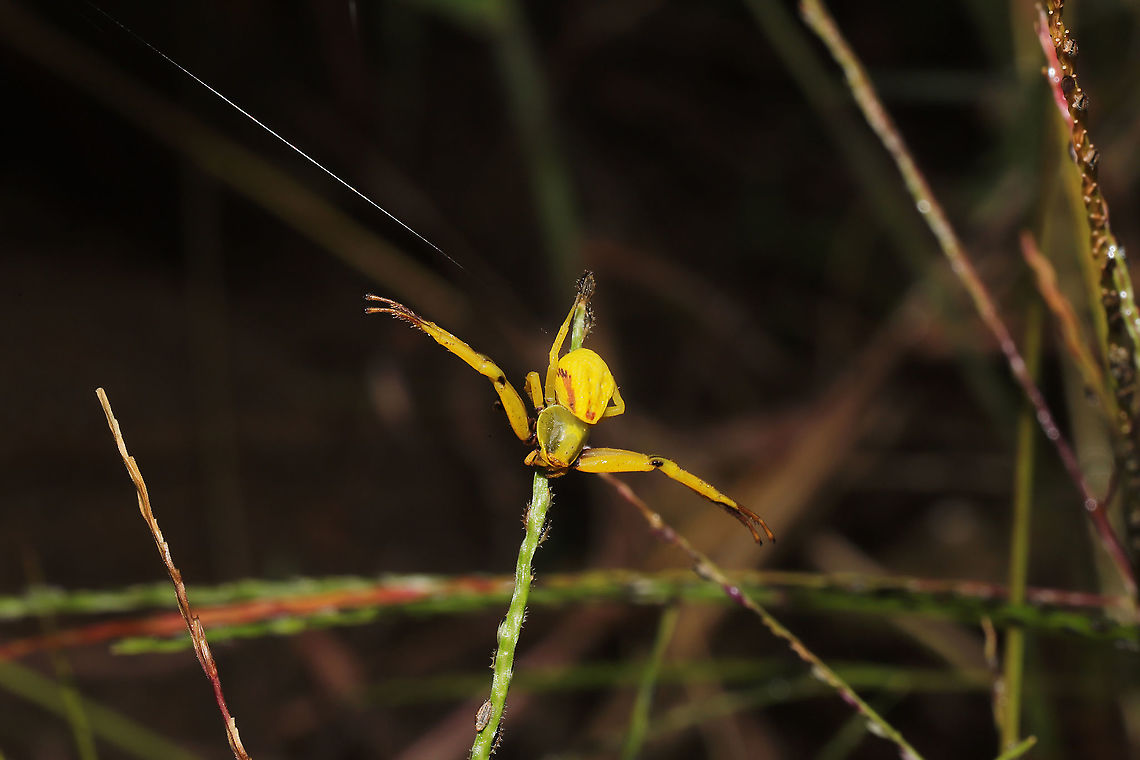 White-banded Crab Spider (Misumenoides formosipes) I found the yellow-form of this spider on Oenothera biennis at a disturbed forest edge. I accidentally knocked it off of the plant but returned it to the flower promptly! <br />
<br />
Females of species have the ability to change color (between yellow and white) to match their hunting grounds (usually flowers). This proves really helpful in ambushing prey and avoiding predators. The process of changing colors can take up to three weeks, and the energetic cost for spiders making these changes can be quite high.<br />
<figure class="photo"><a href="https://www.jungledragon.com/image/103512/white-banded_crab_spider_misumenoides_formosipes.html" title="White-banded Crab Spider (Misumenoides formosipes)"><img src="https://s3.amazonaws.com/media.jungledragon.com/images/3231/103512_thumb.jpg?AWSAccessKeyId=05GMT0V3GWVNE7GGM1R2&Expires=1759968010&Signature=Z0hEG5j2BehujQEuMSBFkpOq50Y%3D" width="200" height="134" alt="White-banded Crab Spider (Misumenoides formosipes) I found the yellow-form of this spider on Oenothera biennis at a disturbed forest edge. I accidentally knocked it off of the plant but returned it to the flower promptly! <br />
<br />
Females of species have the ability to change color (between yellow and white) to match their hunting grounds (usually flowers). This proves really helpful in ambushing prey and avoiding predators. The process of changing colors can take up to three weeks, and the energetic cost for spiders making these changes can be quite high.<br />
https://www.jungledragon.com/image/103511/white-banded_crab_spider_misumenoides_formosipes.html<br />
https://www.jungledragon.com/image/103510/white-banded_crab_spider_misumenoides_formosipes.html Fall,Geotagged,Misumenoides formosipes,United States,White-banded Crab Spider" /></a></figure><br />
<figure class="photo"><a href="https://www.jungledragon.com/image/103510/white-banded_crab_spider_misumenoides_formosipes.html" title="White-banded Crab Spider (Misumenoides formosipes)"><img src="https://s3.amazonaws.com/media.jungledragon.com/images/3231/103510_thumb.jpg?AWSAccessKeyId=05GMT0V3GWVNE7GGM1R2&Expires=1759968010&Signature=i7gFGsmHr5RZRYS42n0p05vKErw%3D" width="200" height="134" alt="White-banded Crab Spider (Misumenoides formosipes) I found the yellow-form of this spider on Oenothera biennis at a disturbed forest edge. I accidentally knocked it off of the plant but returned it to the flower promptly!<br />
<br />
Females of species have the ability to change color (between yellow and white) to match their hunting grounds (usually flowers). This proves really helpful in ambushing prey and avoiding predators. The process of changing colors can take up to three weeks, and the energetic cost for spiders making these changes can be quite high.<br />
https://www.jungledragon.com/image/103512/white-banded_crab_spider_misumenoides_formosipes.html<br />
https://www.jungledragon.com/image/103511/white-banded_crab_spider_misumenoides_formosipes.html Fall,Geotagged,Misumenoides formosipes,United States,White-banded Crab Spider" /></a></figure> Fall,Geotagged,Misumenoides formosipes,United States,White-banded Crab Spider