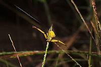 White-banded Crab Spider (Misumenoides formosipes) I found the yellow-form of this spider on Oenothera biennis at a disturbed forest edge. I accidentally knocked it off of the plant but returned it to the flower promptly! <br />
<br />
Females of species have the ability to change color (between yellow and white) to match their hunting grounds (usually flowers). This proves really helpful in ambushing prey and avoiding predators. The process of changing colors can take up to three weeks, and the energetic cost for spiders making these changes can be quite high.<br />
https://www.jungledragon.com/image/103512/white-banded_crab_spider_misumenoides_formosipes.html<br />
https://www.jungledragon.com/image/103510/white-banded_crab_spider_misumenoides_formosipes.html Fall,Geotagged,Misumenoides formosipes,United States,White-banded Crab Spider