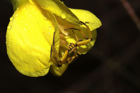 White-banded Crab Spider (Misumenoides formosipes) I found the yellow-form of this spider on Oenothera biennis at a disturbed forest edge. I accidentally knocked it off of the plant but returned it to the flower promptly! 

Females of species have the ability to change color (between yellow and white) to match their hunting grounds (usually flowers). This proves really helpful in ambushing prey and avoiding predators. The process of changing colors can take up to three weeks, and the energetic cost for spiders making these changes can be quite high.
https://www.jungledragon.com/image/103511/white-banded_crab_spider_misumenoides_formosipes.html
https://www.jungledragon.com/image/103510/white-banded_crab_spider_misumenoides_formosipes.html Fall,Geotagged,Misumenoides formosipes,United States,White-banded Crab Spider