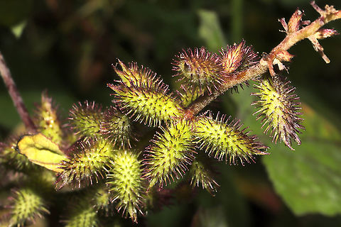 Rough Cocklebur (Xanthium strumarium) Growing at a disturbed forest edge. Fall,Geotagged,United States,Xanthium,Xanthium strumarium