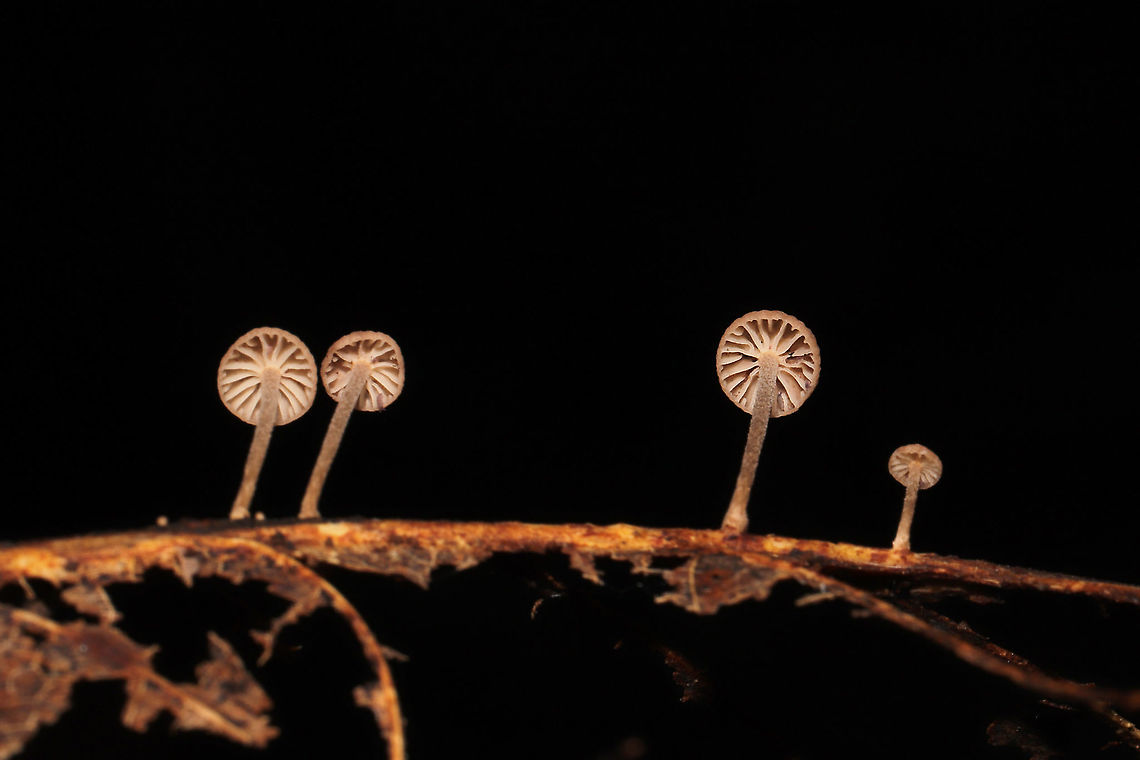 Gymnopus Sect. Impudici ? I&#039;m guessing Gymnopus Sect. Impudici , but I&#039;m not really experienced with them.<br />
<br />
Growing on what I think was an oak (Quercus sp.) leaf vein. Smells strongly of garlic (and slightly of industrial solvent). October 2020. Gordon County, GA, US.<br />
<figure class="photo"><a href="https://www.jungledragon.com/image/103588/gymnopus_sect._impudici_.html" title="Gymnopus Sect. Impudici ?"><img src="https://s3.amazonaws.com/media.jungledragon.com/images/3231/103588_thumb.jpg?AWSAccessKeyId=05GMT0V3GWVNE7GGM1R2&Expires=1759968010&Signature=s0m7tgKE0PYoykbsYIV2DSIBN60%3D" width="200" height="134" alt="Gymnopus Sect. Impudici ? I&#039;m guessing Gymnopus Sect. Impudici , but I&#039;m not really experienced with them. <br />
<br />
Growing on what I think was an oak (Quercus sp.) leaf vein. Smells strongly of garlic (and slightly of industrial solvent). October 2020. Gordon County, GA, US. <br />
https://www.jungledragon.com/image/103587/mycetinis_sp.html<br />
https://www.jungledragon.com/image/103586/mycetinis_sp.html Fall,Geotagged,United States" /></a></figure><br />
<figure class="photo"><a href="https://www.jungledragon.com/image/103587/gymnopus_sect._impudici_.html" title="Gymnopus Sect. Impudici ?"><img src="https://s3.amazonaws.com/media.jungledragon.com/images/3231/103587_thumb.jpg?AWSAccessKeyId=05GMT0V3GWVNE7GGM1R2&Expires=1759968010&Signature=YyOVlsCT9vQCeTC3ZtzV1ed%2FVKo%3D" width="200" height="134" alt="Gymnopus Sect. Impudici ? I&#039;m guessing Gymnopus Sect. Impudici , but I&#039;m not really experienced with them.<br />
<br />
Growing on what I think was an oak (Quercus sp.) leaf vein. Smells strongly of garlic (and slightly of industrial solvent). October 2020. Gordon County, GA, US. <br />
https://www.jungledragon.com/image/103588/mycetinis_sp.html<br />
https://www.jungledragon.com/image/103586/mycetinis_sp.html Fall,Geotagged,United States" /></a></figure> Fall,Geotagged,United States