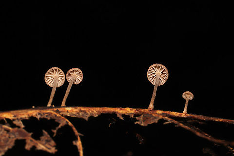 Gymnopus Sect. Impudici ? I'm guessing Gymnopus Sect. Impudici , but I'm not really experienced with them.

Growing on what I think was an oak (Quercus sp.) leaf vein. Smells strongly of garlic (and slightly of industrial solvent). October 2020. Gordon County, GA, US.
https://www.jungledragon.com/image/103588/mycetinis_sp.html
https://www.jungledragon.com/image/103587/mycetinis_sp.html Fall,Geotagged,United States