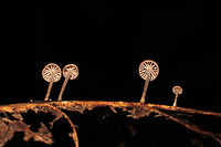 Gymnopus Sect. Impudici ? I'm guessing Gymnopus Sect. Impudici , but I'm not really experienced with them.<br />
<br />
Growing on what I think was an oak (Quercus sp.) leaf vein. Smells strongly of garlic (and slightly of industrial solvent). October 2020. Gordon County, GA, US.<br />
https://www.jungledragon.com/image/103588/mycetinis_sp.html<br />
https://www.jungledragon.com/image/103587/mycetinis_sp.html Fall,Geotagged,United States