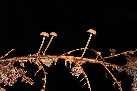 Gymnopus Sect. Impudici ? I'm guessing Gymnopus Sect. Impudici , but I'm not really experienced with them.

Growing on what I think was an oak (Quercus sp.) leaf vein. Smells strongly of garlic (and slightly of industrial solvent). October 2020. Gordon County, GA, US. 
https://www.jungledragon.com/image/103588/mycetinis_sp.html
https://www.jungledragon.com/image/103586/mycetinis_sp.html Fall,Geotagged,United States