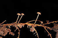 Gymnopus Sect. Impudici ? I'm guessing Gymnopus Sect. Impudici , but I'm not really experienced with them.<br />
<br />
Growing on what I think was an oak (Quercus sp.) leaf vein. Smells strongly of garlic (and slightly of industrial solvent). October 2020. Gordon County, GA, US. <br />
https://www.jungledragon.com/image/103588/mycetinis_sp.html<br />
https://www.jungledragon.com/image/103586/mycetinis_sp.html Fall,Geotagged,United States