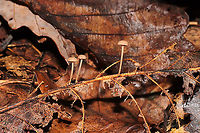 Gymnopus Sect. Impudici ? I'm guessing Gymnopus Sect. Impudici , but I'm not really experienced with them. <br />
<br />
Growing on what I think was an oak (Quercus sp.) leaf vein. Smells strongly of garlic (and slightly of industrial solvent). October 2020. Gordon County, GA, US. <br />
https://www.jungledragon.com/image/103587/mycetinis_sp.html<br />
https://www.jungledragon.com/image/103586/mycetinis_sp.html Fall,Geotagged,United States