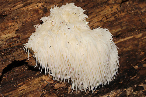 Lion's-mane Mushroom (Hericium erinaceus) Growing on a large rotting log in a dense mixed forest. Fall,Geotagged,Hericium erinaceus,Lion's-mane Mushroom,United States
