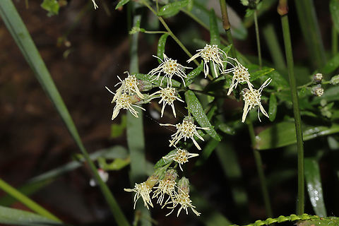 False Boneset (Brickellia eupatorioides) Growing at a dense mixed forest edge. Brickellia eupatorioides,Fall,False Boneset,Geotagged,United States