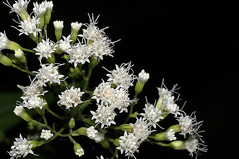 White Snakeroot (Ageratina altissima) Growing at a dense mixed forest edge. Ageratina altissima,Fall,Geotagged,United States,White snakeroot