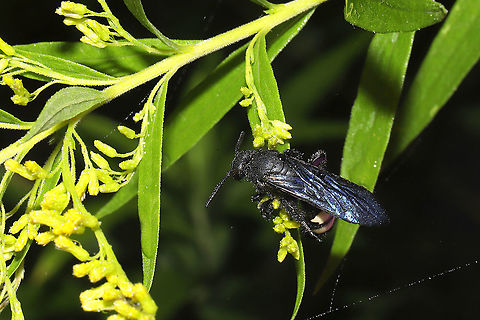 Double-banded Scoliid Wasp (Scolia bicincta) On Solidago at a dense mixed forest edge. This individual appeared to be in torpor. Double-banded Scoliid,Fall,Geotagged,Scolia bicincta,United States