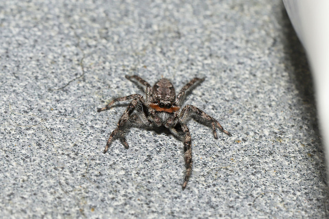 Tan Jumping Spider (Platycryptus undatus) Our resident spider, in our bathroom. At a disturbed mixed forest edge.  I have seen it eating fungus gnats from our sink. <br />
<figure class="photo"><a href="https://www.jungledragon.com/image/103744/tan_jumping_spider_platycryptus_undatus.html" title="Tan Jumping Spider (Platycryptus undatus)"><img src="https://s3.amazonaws.com/media.jungledragon.com/images/3231/103744_thumb.jpg?AWSAccessKeyId=05GMT0V3GWVNE7GGM1R2&Expires=1770854410&Signature=0zPg11rqwMZilH3Gpkr5tNqIdls%3D" width="200" height="134" alt="Tan Jumping Spider (Platycryptus undatus) Our resident spider, in our bathroom, reminding me to take my pain supplement! Haha! At a disturbed mixed forest edge. I have seen it eating fungus gnats from our sink.<br />
https://www.jungledragon.com/image/103743/tan_jumping_spider_platycryptus_undatus.html<br />
https://www.jungledragon.com/image/103745/tan_jumping_spider_platycryptus_undatus.html Fall,Geotagged,Platycryptus undatus,Tan Jumping Spider,United States" /></a></figure><br />
<figure class="photo"><a href="https://www.jungledragon.com/image/103745/tan_jumping_spider_platycryptus_undatus.html" title="Tan Jumping Spider (Platycryptus undatus)"><img src="https://s3.amazonaws.com/media.jungledragon.com/images/3231/103745_thumb.jpg?AWSAccessKeyId=05GMT0V3GWVNE7GGM1R2&Expires=1770854410&Signature=dfjvLP%2B7d3e39vTTJxjEIwpiIDw%3D" width="200" height="134" alt="Tan Jumping Spider (Platycryptus undatus) Our resident spider, in our bathroom. At a disturbed mixed forest edge. I have seen it eating fungus gnats from our sink.<br />
https://www.jungledragon.com/image/103743/tan_jumping_spider_platycryptus_undatus.html<br />
https://www.jungledragon.com/image/103744/tan_jumping_spider_platycryptus_undatus.html Fall,Geotagged,Platycryptus undatus,Tan Jumping Spider,United States" /></a></figure> Fall,Geotagged,Platycryptus undatus,Tan Jumping Spider,United States