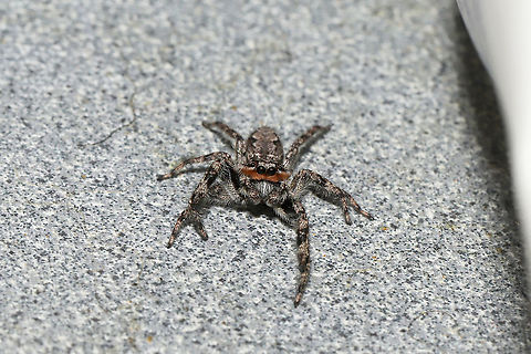 Tan Jumping Spider (Platycryptus undatus) Our resident spider, in our bathroom. At a disturbed mixed forest edge.  I have seen it eating fungus gnats from our sink. 
https://www.jungledragon.com/image/103744/tan_jumping_spider_platycryptus_undatus.html
https://www.jungledragon.com/image/103745/tan_jumping_spider_platycryptus_undatus.html Fall,Geotagged,Platycryptus undatus,Tan Jumping Spider,United States