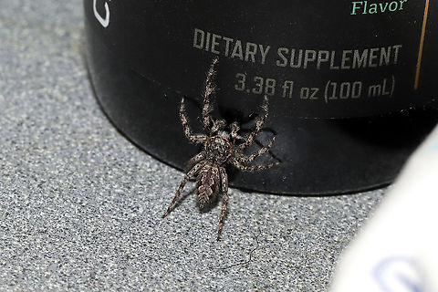 Tan Jumping Spider (Platycryptus undatus) Our resident spider, in our bathroom, reminding me to take my pain supplement! Haha! At a disturbed mixed forest edge. I have seen it eating fungus gnats from our sink.
https://www.jungledragon.com/image/103743/tan_jumping_spider_platycryptus_undatus.html
https://www.jungledragon.com/image/103745/tan_jumping_spider_platycryptus_undatus.html Fall,Geotagged,Platycryptus undatus,Tan Jumping Spider,United States
