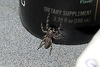 Tan Jumping Spider (Platycryptus undatus) Our resident spider, in our bathroom, reminding me to take my pain supplement! Haha! At a disturbed mixed forest edge. I have seen it eating fungus gnats from our sink.<br />
https://www.jungledragon.com/image/103743/tan_jumping_spider_platycryptus_undatus.html<br />
https://www.jungledragon.com/image/103745/tan_jumping_spider_platycryptus_undatus.html Fall,Geotagged,Platycryptus undatus,Tan Jumping Spider,United States