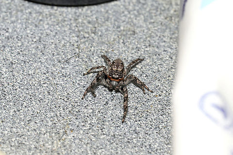 Tan Jumping Spider (Platycryptus undatus) Our resident spider, in our bathroom. At a disturbed mixed forest edge. I have seen it eating fungus gnats from our sink.
https://www.jungledragon.com/image/103743/tan_jumping_spider_platycryptus_undatus.html
https://www.jungledragon.com/image/103744/tan_jumping_spider_platycryptus_undatus.html Fall,Geotagged,Platycryptus undatus,Tan Jumping Spider,United States