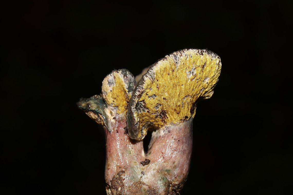 Hypomyces luteovirens? ID tentative. Found this beautiful Hypomyces growing on what I think is Lactarius paradoxus. At a dense mixed forest edge, in pine and oak leaf litter. Gordon County, GA, US. October 2020. Could be H. lateritius or H. luteovirens. The growth pattern seems like the former, but the color seems more like the latter.<br />
<figure class="photo"><a href="https://www.jungledragon.com/image/103812/hypomyces_luteovirens.html" title="Hypomyces luteovirens?"><img src="https://s3.amazonaws.com/media.jungledragon.com/images/3231/103812_thumb.jpg?AWSAccessKeyId=05GMT0V3GWVNE7GGM1R2&Expires=1767225610&Signature=rsdj721fYaIx4iGgDMqWzVez8W4%3D" width="200" height="134" alt="Hypomyces luteovirens? ID tentative. Found this beautiful Hypomyces growing on what I think is Lactarius paradoxus. At a dense mixed forest edge, in pine and oak leaf litter. Gordon County, GA, US. October 2020. Could be H. lateritius or H. luteovirens. The growth pattern seems like the former, but the color seems more like the latter. <br />
https://www.jungledragon.com/image/103811/hypomyces_lateritius.html<br />
https://www.jungledragon.com/image/103809/hypomyces_lateritius.html Fall,Geotagged,Hypomyces lateritius,Hypomyces luteovirens,United States" /></a></figure><br />
<figure class="photo"><a href="https://www.jungledragon.com/image/103811/hypomyces_luteovirens.html" title="Hypomyces luteovirens?"><img src="https://s3.amazonaws.com/media.jungledragon.com/images/3231/103811_thumb.jpg?AWSAccessKeyId=05GMT0V3GWVNE7GGM1R2&Expires=1767225610&Signature=2OiDtUl4SOc4Bq7GueQMODywNSI%3D" width="200" height="134" alt="Hypomyces luteovirens? ID tentative. Found this beautiful Hypomyces growing on what I think is Lactarius paradoxus. At a dense mixed forest edge, in pine and oak leaf litter. Gordon County, GA, US. October 2020. Could be H. lateritius or H. luteovirens. The growth pattern seems like the former, but the color seems more like the latter. <br />
https://www.jungledragon.com/image/103812/hypomyces_lateritius.html<br />
https://www.jungledragon.com/image/103809/hypomyces_lateritius.html Fall,Geotagged,Hypomyces lateritius,Hypomyces luteovirens,United States" /></a></figure> Fall,Geotagged,Hypomyces lateritius,Hypomyces luteovirens,United States