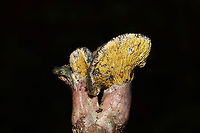 Hypomyces luteovirens? ID tentative. Found this beautiful Hypomyces growing on what I think is Lactarius paradoxus. At a dense mixed forest edge, in pine and oak leaf litter. Gordon County, GA, US. October 2020. Could be H. lateritius or H. luteovirens. The growth pattern seems like the former, but the color seems more like the latter.<br />
https://www.jungledragon.com/image/103812/hypomyces_lateritius.html<br />
https://www.jungledragon.com/image/103811/hypomyces_lateritius.html Fall,Geotagged,Hypomyces lateritius,Hypomyces luteovirens,United States