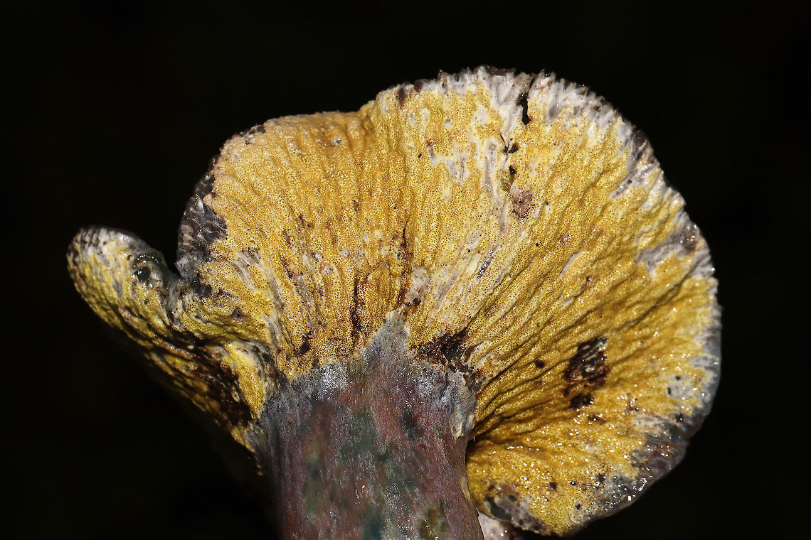Hypomyces luteovirens? ID tentative. Found this beautiful Hypomyces growing on what I think is Lactarius paradoxus. At a dense mixed forest edge, in pine and oak leaf litter. Gordon County, GA, US. October 2020. Could be H. lateritius or H. luteovirens. The growth pattern seems like the former, but the color seems more like the latter. <br />
<figure class="photo"><a href="https://www.jungledragon.com/image/103812/hypomyces_luteovirens.html" title="Hypomyces luteovirens?"><img src="https://s3.amazonaws.com/media.jungledragon.com/images/3231/103812_thumb.jpg?AWSAccessKeyId=05GMT0V3GWVNE7GGM1R2&Expires=1759968010&Signature=efEYOSNFLofIKQ2He5940xT1Ruk%3D" width="200" height="134" alt="Hypomyces luteovirens? ID tentative. Found this beautiful Hypomyces growing on what I think is Lactarius paradoxus. At a dense mixed forest edge, in pine and oak leaf litter. Gordon County, GA, US. October 2020. Could be H. lateritius or H. luteovirens. The growth pattern seems like the former, but the color seems more like the latter. <br />
https://www.jungledragon.com/image/103811/hypomyces_lateritius.html<br />
https://www.jungledragon.com/image/103809/hypomyces_lateritius.html Fall,Geotagged,Hypomyces lateritius,Hypomyces luteovirens,United States" /></a></figure><br />
<figure class="photo"><a href="https://www.jungledragon.com/image/103809/hypomyces_luteovirens.html" title="Hypomyces luteovirens?"><img src="https://s3.amazonaws.com/media.jungledragon.com/images/3231/103809_thumb.jpg?AWSAccessKeyId=05GMT0V3GWVNE7GGM1R2&Expires=1759968010&Signature=aDlW68PSxhoYCXkXcNbiam3M4cc%3D" width="200" height="134" alt="Hypomyces luteovirens? ID tentative. Found this beautiful Hypomyces growing on what I think is Lactarius paradoxus. At a dense mixed forest edge, in pine and oak leaf litter. Gordon County, GA, US. October 2020. Could be H. lateritius or H. luteovirens. The growth pattern seems like the former, but the color seems more like the latter.<br />
https://www.jungledragon.com/image/103812/hypomyces_lateritius.html<br />
https://www.jungledragon.com/image/103811/hypomyces_lateritius.html Fall,Geotagged,Hypomyces lateritius,Hypomyces luteovirens,United States" /></a></figure> Fall,Geotagged,Hypomyces lateritius,Hypomyces luteovirens,United States