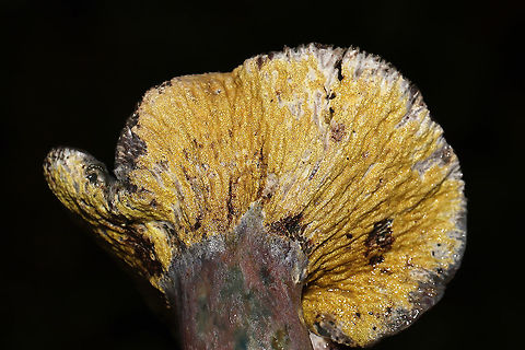 Hypomyces luteovirens? ID tentative. Found this beautiful Hypomyces growing on what I think is Lactarius paradoxus. At a dense mixed forest edge, in pine and oak leaf litter. Gordon County, GA, US. October 2020. Could be H. lateritius or H. luteovirens. The growth pattern seems like the former, but the color seems more like the latter. 
https://www.jungledragon.com/image/103812/hypomyces_lateritius.html
https://www.jungledragon.com/image/103809/hypomyces_lateritius.html Fall,Geotagged,Hypomyces lateritius,Hypomyces luteovirens,United States