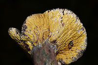 Hypomyces luteovirens? ID tentative. Found this beautiful Hypomyces growing on what I think is Lactarius paradoxus. At a dense mixed forest edge, in pine and oak leaf litter. Gordon County, GA, US. October 2020. Could be H. lateritius or H. luteovirens. The growth pattern seems like the former, but the color seems more like the latter. <br />
https://www.jungledragon.com/image/103812/hypomyces_lateritius.html<br />
https://www.jungledragon.com/image/103809/hypomyces_lateritius.html Fall,Geotagged,Hypomyces lateritius,Hypomyces luteovirens,United States