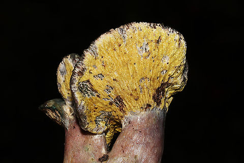 Hypomyces luteovirens? ID tentative. Found this beautiful Hypomyces growing on what I think is Lactarius paradoxus. At a dense mixed forest edge, in pine and oak leaf litter. Gordon County, GA, US. October 2020. Could be H. lateritius or H. luteovirens. The growth pattern seems like the former, but the color seems more like the latter. 
https://www.jungledragon.com/image/103811/hypomyces_lateritius.html
https://www.jungledragon.com/image/103809/hypomyces_lateritius.html Fall,Geotagged,Hypomyces lateritius,Hypomyces luteovirens,United States