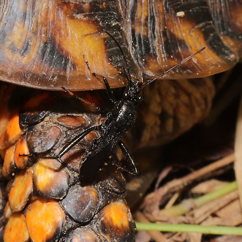 Alydus eurinus Not sure what was going on here, but this insect was crawling on a sleeping turtle (our resident, Shelby) at a mixed forest edge. Alydus eurinus,Fall,Geotagged,United States