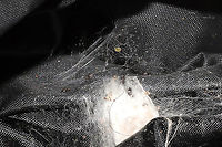 Phidippus putnami babies I haven't seen Mama spider around, but the babies seem to be doing well. They have molted at least once (look within the nest for evidence). Can you spot all of the cuties in this photo?<br />
https://www.jungledragon.com/image/103866/phidippus_putnami_babies.html<br />
<br />
Photos from nearly a month ago:<br />
https://www.jungledragon.com/image/102598/phidippus_putnami_mommy.html Fall,Geotagged,Phidippus putnami,Putnam's Jumping Spider,United States