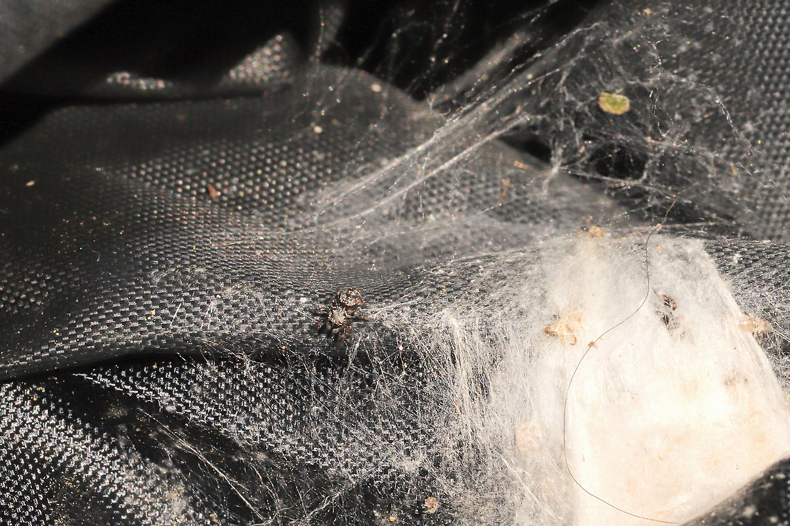 Phidippus putnami baby I haven&#039;t seen Mama spider around, but the babies seem to be doing well. They have molted at least once (look within the nest for evidence). <br />
<figure class="photo"><a href="https://www.jungledragon.com/image/103865/phidippus_putnami_babies.html" title="Phidippus putnami babies"><img src="https://s3.amazonaws.com/media.jungledragon.com/images/3231/103865_thumb.jpg?AWSAccessKeyId=05GMT0V3GWVNE7GGM1R2&Expires=1767225610&Signature=%2BJWwtyyrKX0%2BgtZVKmRvfP31KPI%3D" width="200" height="134" alt="Phidippus putnami babies I haven&#039;t seen Mama spider around, but the babies seem to be doing well. They have molted at least once (look within the nest for evidence). Can you spot all of the cuties in this photo?<br />
https://www.jungledragon.com/image/103866/phidippus_putnami_babies.html<br />
<br />
Photos from nearly a month ago:<br />
https://www.jungledragon.com/image/102598/phidippus_putnami_mommy.html Fall,Geotagged,Phidippus putnami,Putnam&#039;s Jumping Spider,United States" /></a></figure><br />
<br />
Photos from nearly a month ago:<br />
<figure class="photo"><a href="https://www.jungledragon.com/image/102598/phidippus_putnami_mommy.html" title="Phidippus putnami Mommy"><img src="https://s3.amazonaws.com/media.jungledragon.com/images/3231/102598_thumb.jpg?AWSAccessKeyId=05GMT0V3GWVNE7GGM1R2&Expires=1767225610&Signature=qXPTSNVOhLzaDt0chADnQnHmsZY%3D" width="200" height="134" alt="Phidippus putnami Mommy With the pandemic, my husband and I have been leaving items we have purchased on our front porch for a few days. I left a dog treat pouch on the top of our outdoor refrigerator for around a week, and went to retrieve it this afternoon. My hand immediately felt a patch of spider silk on the interior of the bag, and I decided to take a closer look. Mama spider was seemingly guarding her spiderlings. She circled them cautiously until I closed the bag back and put her back in her original location.<br />
https://www.jungledragon.com/image/102601/unknown_salticid_mommy.html<br />
https://www.jungledragon.com/image/102600/unknown_salticid_mommy.html<br />
https://www.jungledragon.com/image/102599/unknown_salticid_mommy.html Fall,Geotagged,Phidippus comatus,Phidippus putnami,Putnam&#039;s Jumping Spider,United States" /></a></figure> Fall,Geotagged,Phidippus putnami,Putnam's Jumping Spider,United States