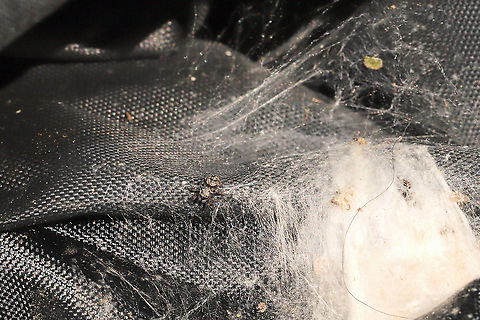 Phidippus putnami baby I haven't seen Mama spider around, but the babies seem to be doing well. They have molted at least once (look within the nest for evidence). 
https://www.jungledragon.com/image/103865/phidippus_putnami_babies.html

Photos from nearly a month ago:
https://www.jungledragon.com/image/102598/phidippus_putnami_mommy.html Fall,Geotagged,Phidippus putnami,Putnam's Jumping Spider,United States