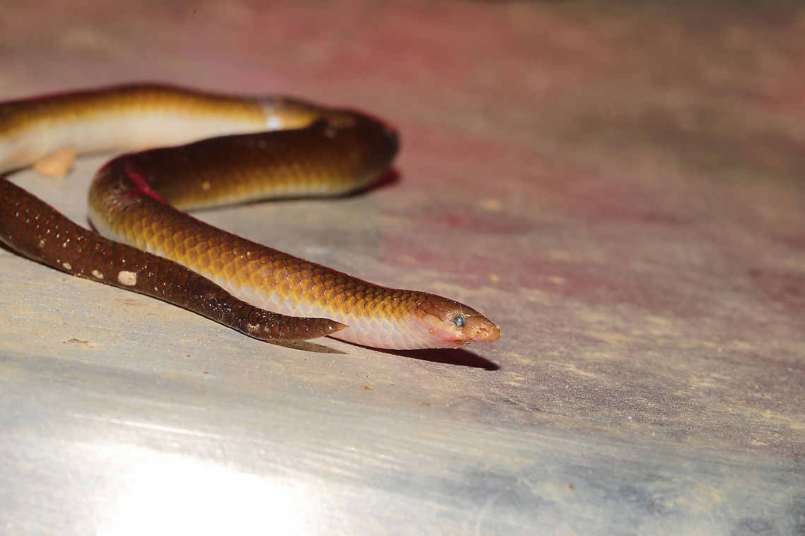 Eastern Worm Snake (Carphophis amoenus) Dead individual found (injured by another animal) on a dirt road at a dense mixed forest edge (a seasonal stream nearby). It was being eaten by ants, so I relocated it for photographs.<br />
<br />
This species is very strange as it is almost entirely fossorial, burrowing underground and hunting earthworms (and other soft-bodied prey). When attacked by predators, it uses its sharp-tipped tail as a defense. It is a protected species in Georgia (and threatened/imperiled in several other states).<br />
<figure class="photo"><a href="https://www.jungledragon.com/image/103869/eastern_worm_snake_carphophis_amoenus.html" title="Eastern Worm Snake (Carphophis amoenus)"><img src="https://s3.amazonaws.com/media.jungledragon.com/images/3231/103869_thumb.jpg?AWSAccessKeyId=05GMT0V3GWVNE7GGM1R2&Expires=1759968010&Signature=5%2BX9VErrp99TtBrJjkisQMXMB3E%3D" width="200" height="134" alt="Eastern Worm Snake (Carphophis amoenus) Dead individual found (injured by another animal) on a dirt road at a dense mixed forest edge (a seasonal stream nearby). It was being eaten by ants, so I relocated it for photographs.<br />
<br />
This species is very strange as it is almost entirely fossorial, burrowing underground and hunting earthworms (and other soft-bodied prey). When attacked by predators, it uses its sharp-tipped tail as a defense. It is a protected species in Georgia (and threatened/imperiled in several other states). <br />
https://www.jungledragon.com/image/103867/eastern_worm_snake_carphophis_amoenus.html<br />
https://www.jungledragon.com/image/103868/eastern_worm_snake_carphophis_amoenus.html Carphophis amoenus,Fall,Geotagged,United States" /></a></figure><br />
<figure class="photo"><a href="https://www.jungledragon.com/image/103868/eastern_worm_snake_carphophis_amoenus.html" title="Eastern Worm Snake (Carphophis amoenus)"><img src="https://s3.amazonaws.com/media.jungledragon.com/images/3231/103868_thumb.jpg?AWSAccessKeyId=05GMT0V3GWVNE7GGM1R2&Expires=1759968010&Signature=1Eh0XYSDbUCYIJT1nwTp%2FffqHHk%3D" width="200" height="200" alt="Eastern Worm Snake (Carphophis amoenus) Dead individual found (injured by another animal) on a dirt road at a dense mixed forest edge (a seasonal stream nearby). It was being eaten by ants, so I relocated it for photographs.<br />
<br />
This species is very strange as it is almost entirely fossorial, burrowing underground and hunting earthworms (and other soft-bodied prey). When attacked by predators, it uses its sharp-tipped tail as a defense. It is a protected species in Georgia (and threatened/imperiled in several other states). <br />
https://www.jungledragon.com/image/103867/eastern_worm_snake_carphophis_amoenus.html<br />
https://www.jungledragon.com/image/103869/eastern_worm_snake_carphophis_amoenus.html Carphophis amoenus,Fall,Geotagged,United States" /></a></figure> Carphophis amoenus,Fall,Geotagged,United States
