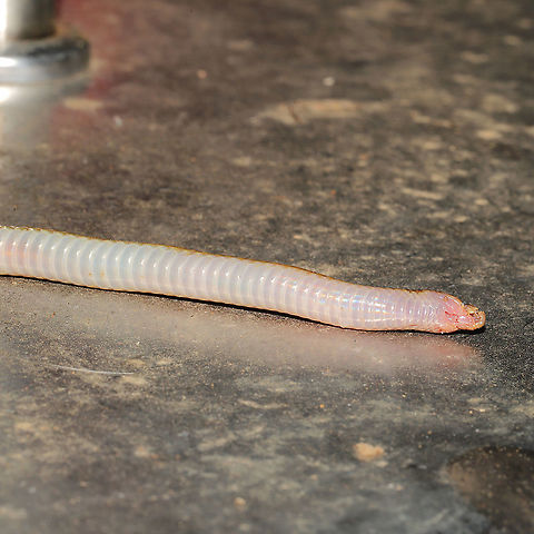 Eastern Worm Snake (Carphophis amoenus) Dead individual found (injured by another animal) on a dirt road at a dense mixed forest edge (a seasonal stream nearby). It was being eaten by ants, so I relocated it for photographs.

This species is very strange as it is almost entirely fossorial, burrowing underground and hunting earthworms (and other soft-bodied prey). When attacked by predators, it uses its sharp-tipped tail as a defense. It is a protected species in Georgia (and threatened/imperiled in several other states). 
https://www.jungledragon.com/image/103867/eastern_worm_snake_carphophis_amoenus.html
https://www.jungledragon.com/image/103869/eastern_worm_snake_carphophis_amoenus.html Carphophis amoenus,Fall,Geotagged,United States