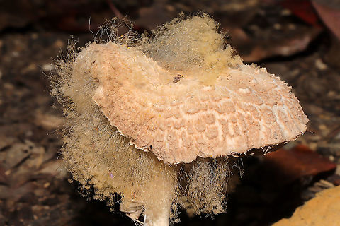 Syzygites megalocarpus Macrolepiota sp. parasitized by Syzygites megalocarpus. Growing under hickory and oak trees at a dense mixed forest edge.
https://www.jungledragon.com/image/103954/syzygites_megalocarpus.html
https://www.jungledragon.com/image/103952/syzygites_megalocarpus.html
https://www.jungledragon.com/image/103953/syzygites_megalocarpus.html Fall,Geotagged,Syzygites megalocarpus,United States
